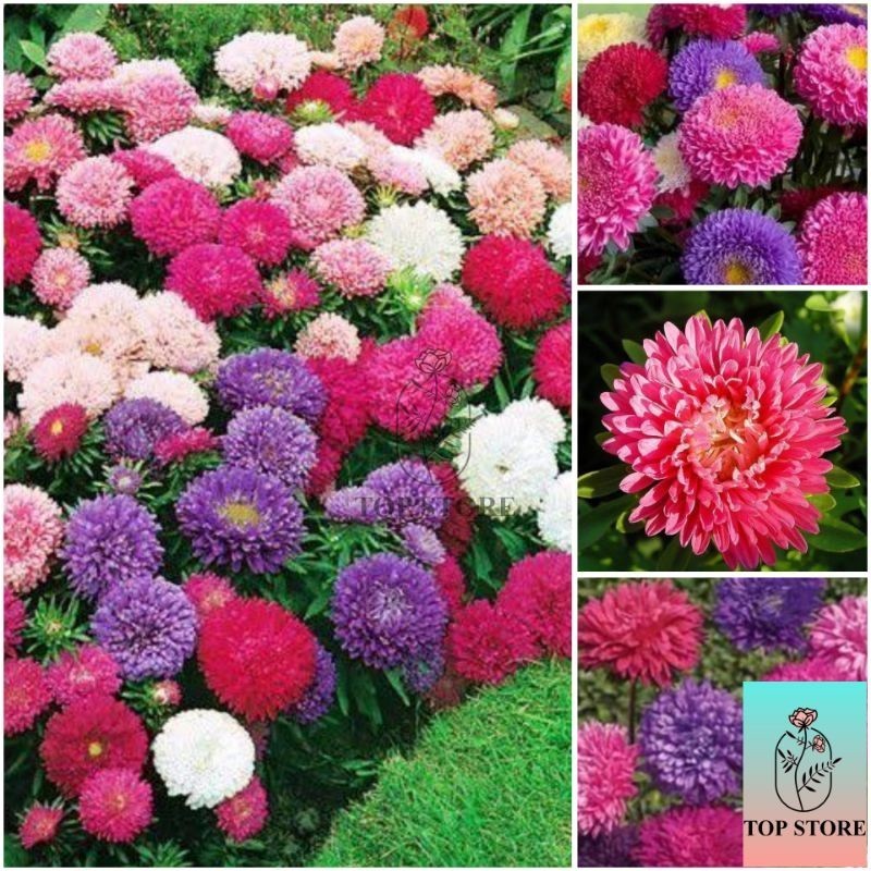 JAAA Sementes de Aster Rainha do Mercado Flores Grandes e Coloridas Fácil Cultivo Envio Rápido