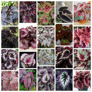 JAAA 100 sementes begonias sortidas mix de especies com manual de cultivo sementes organicas