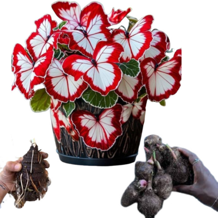 JAAA promoção Bulbo de Caladium Ruby Butterfly Crown