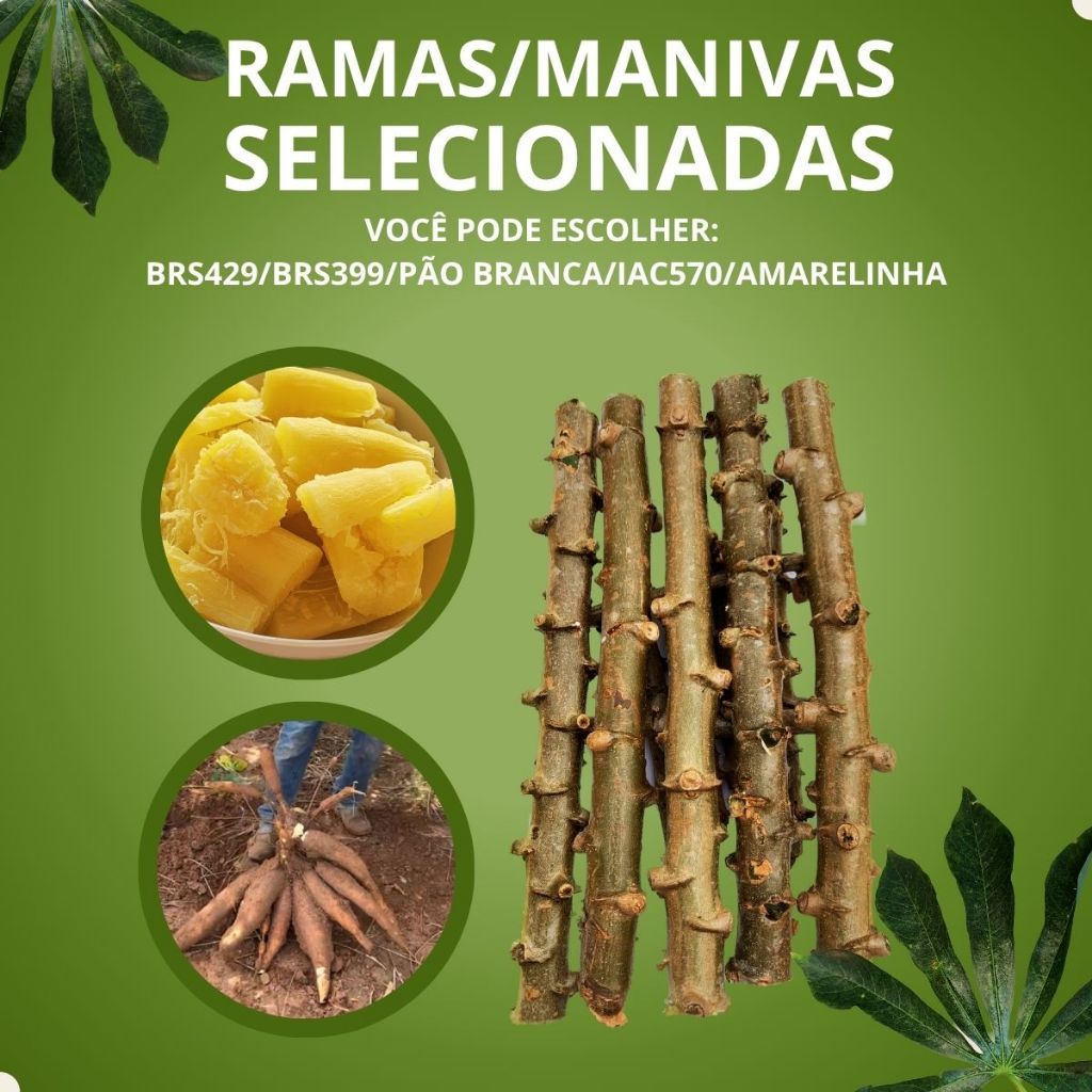 100UN Ramas Manivas Mudas Mandioca Amarela de Mesa BRS 399/429/IAC/BRANCA Frescas Alta Qualidade.