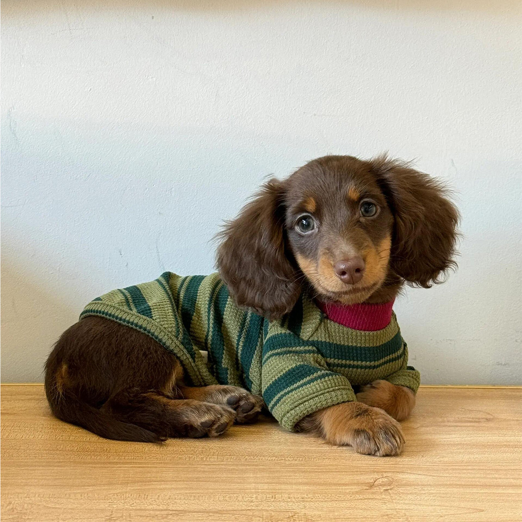 Roupas para cães primavera outono roupas listrado colete verde escuro roupas Dachshund Teddy outono roupas confortáveis