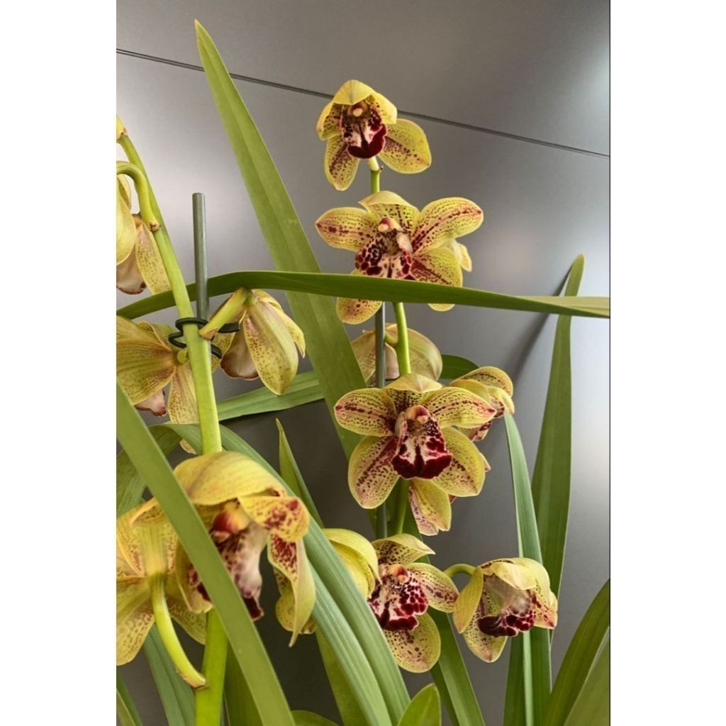 100 sementes orquidia cymbidium spikkel com manual de cultivo pronta entrega envio 24h NV PROMOÇÃO