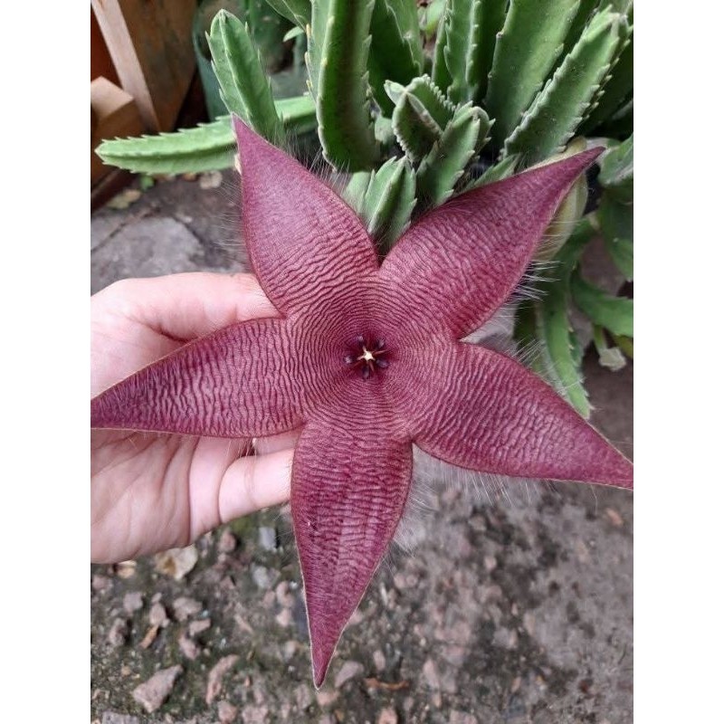 Muda Cacto Estrela Rara N11  Planta Suculenta Exótica Fácil de Cuidar Decoração Jardim/Interior