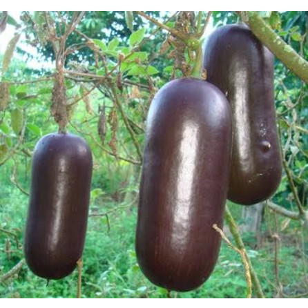 12 Sementes de Croá Roxo - Melão Croá