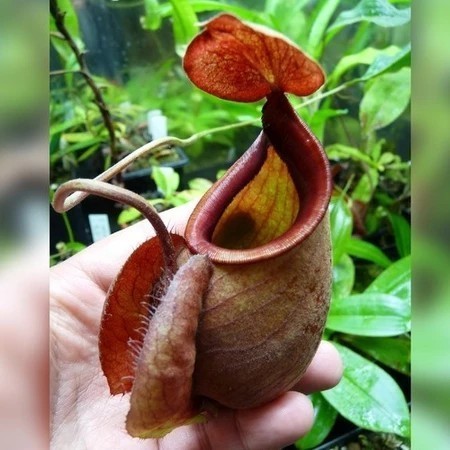JAAA 100 sementes Planta Carnivora Nepenthes Viking pra fazer mudas T28 ll