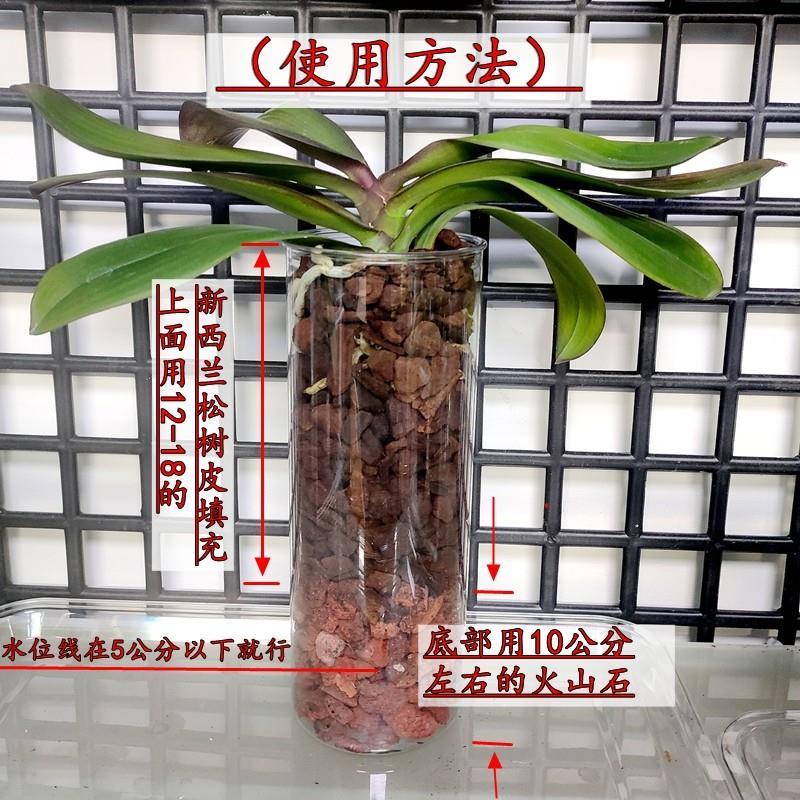 Phalaenopsis água levantando PET acrílico resistente ao choque vaso sala de estar arranjo flor doméstico transparente lí