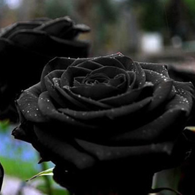 Rosa Negra - Black Rose 15 sementes - Bonsai Alto do Morro p2 pra fazer muda