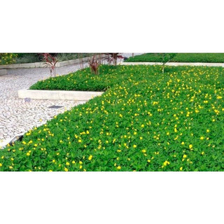 JAAA 1000pcs sementes de grama de amendoim / sementes de grama de amendoim
