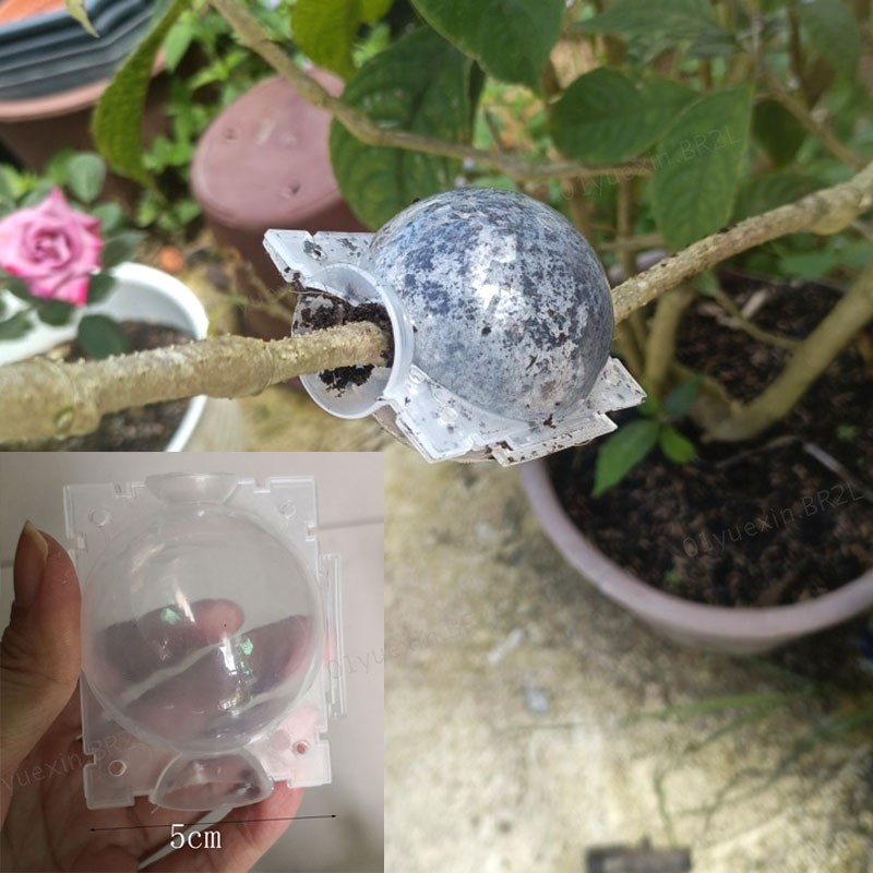 5cm Árvore Planta Enraizamento Bola Raiz De Frutas Caixas De Cultivo Caso Enxertia Rayer Crescer Caixa Reprodução Ferram
