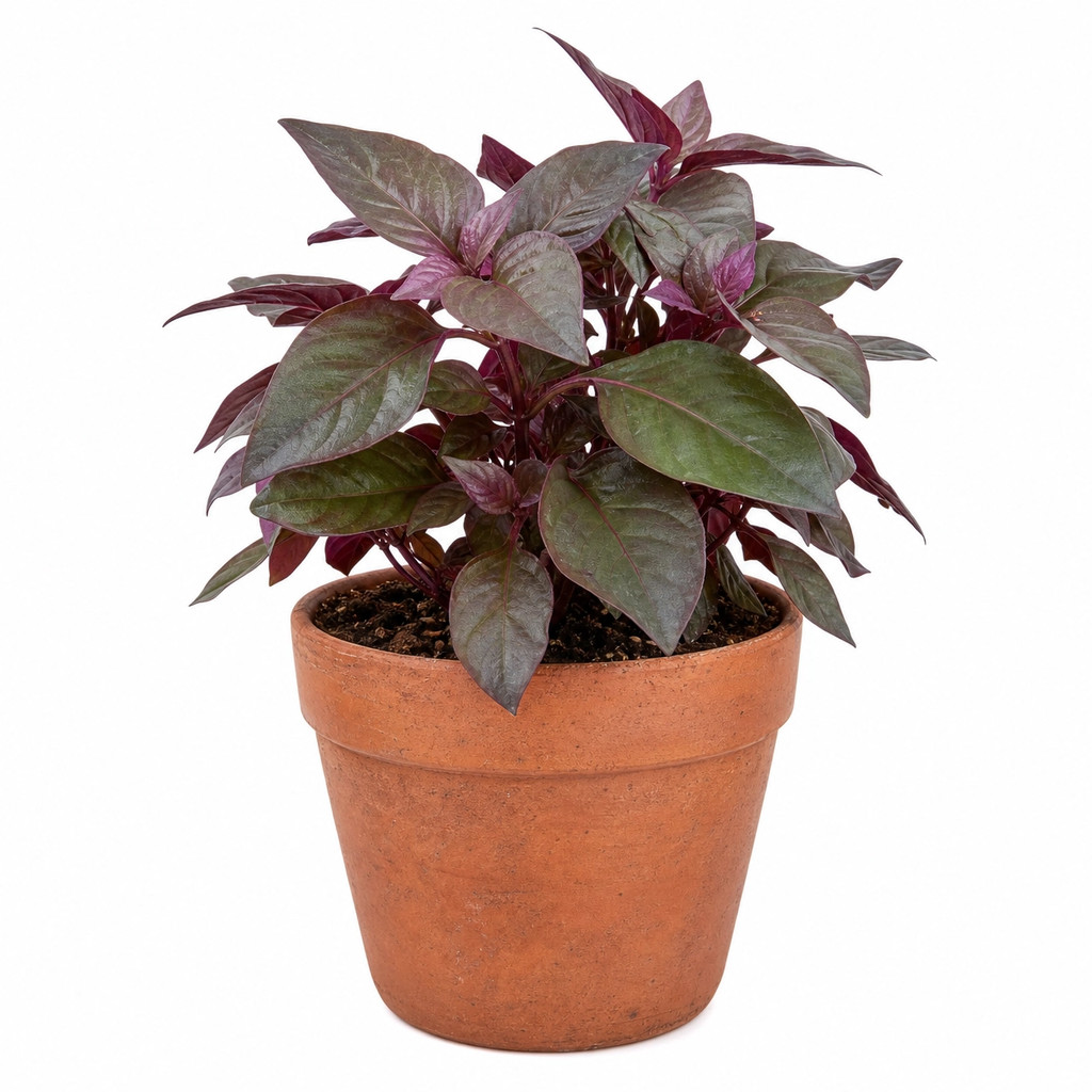Muda de Penicilina / Terramicina (Alternanthera brasiliana) – Planta Medicinal Poderosa