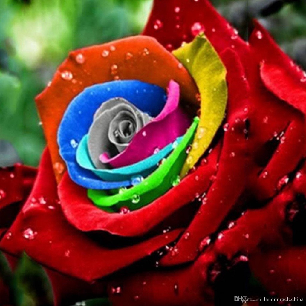 800 sementes de flores raras rosas coloridas pra vaso pra fazer muda