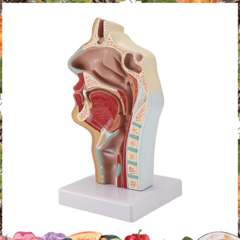 Modelo De Anatomia Da Garganta Cavidade Nasal Anatômico Humano Faringe Larynx Para Estudantes Estudo Exibição Ensino