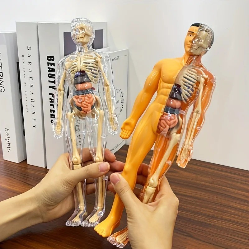 Ferramentas de Aprendizagem Física, Brinquedos Cognitivos Infantis, Modelo de Anatomia Humana, Modelo Humano 3D, Órgãos
