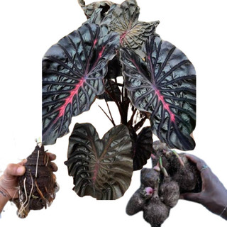 JAAA promoção Bulbo de Caladium gigante  Crimson Onyx black (tinhorão)