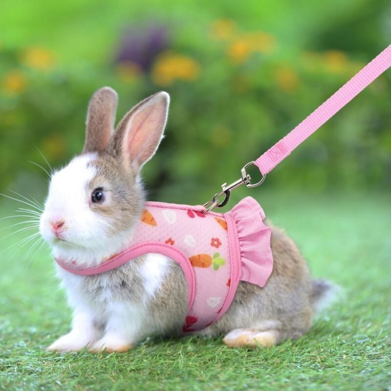 Arnês De Coelho Com Trela Bonito Fivela Ajustável Malha Respirável Colete Saia Para Cobaia Pequeno Animal De Estimação T