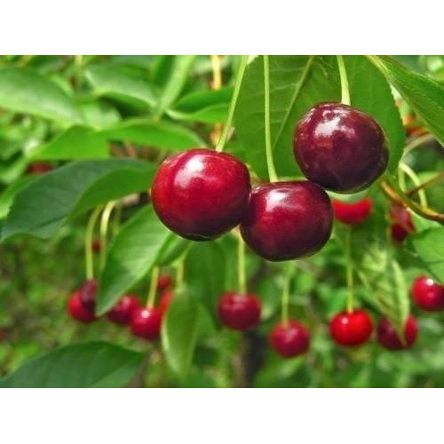 15 Sementes De Cereja De Madagascar/ Ameixa Do Governador