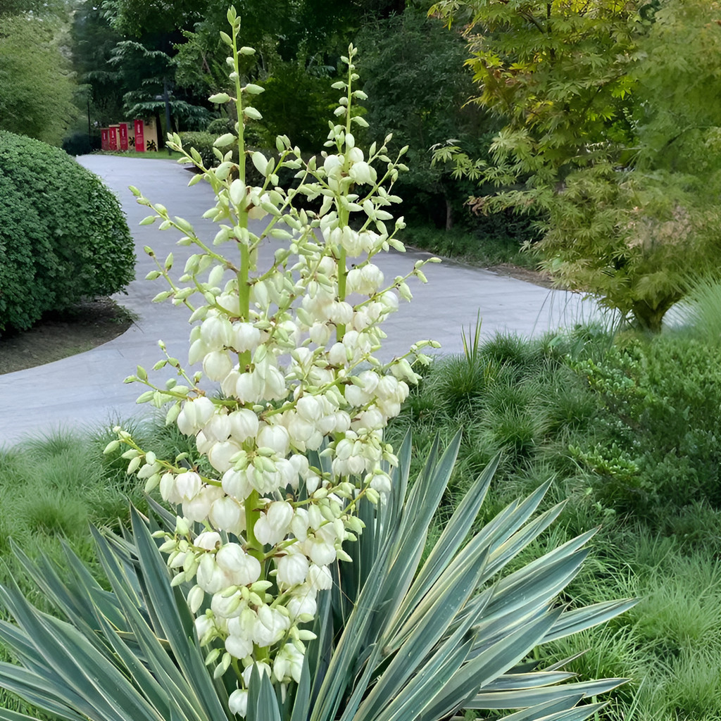 KKK flores ornamentais 100 Sementes De Yucca Filamentosa - Flores Brancas Altas planta para vaso