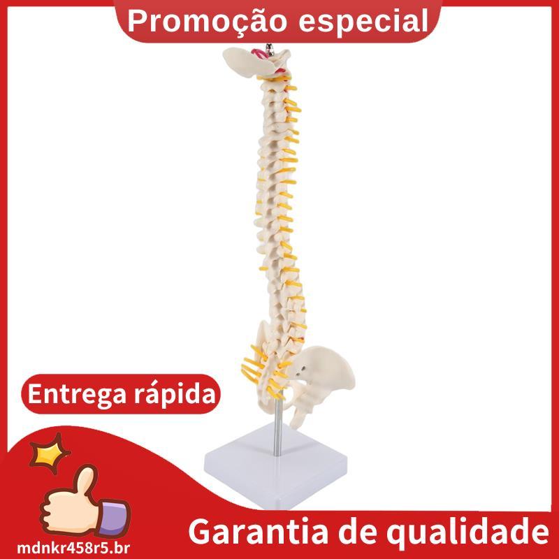 Coluna Humana De 45CM Com Modelo Pélvico Anatomia Anatômica De Espinhal + Suporte Flexível . mdnkr458r5br