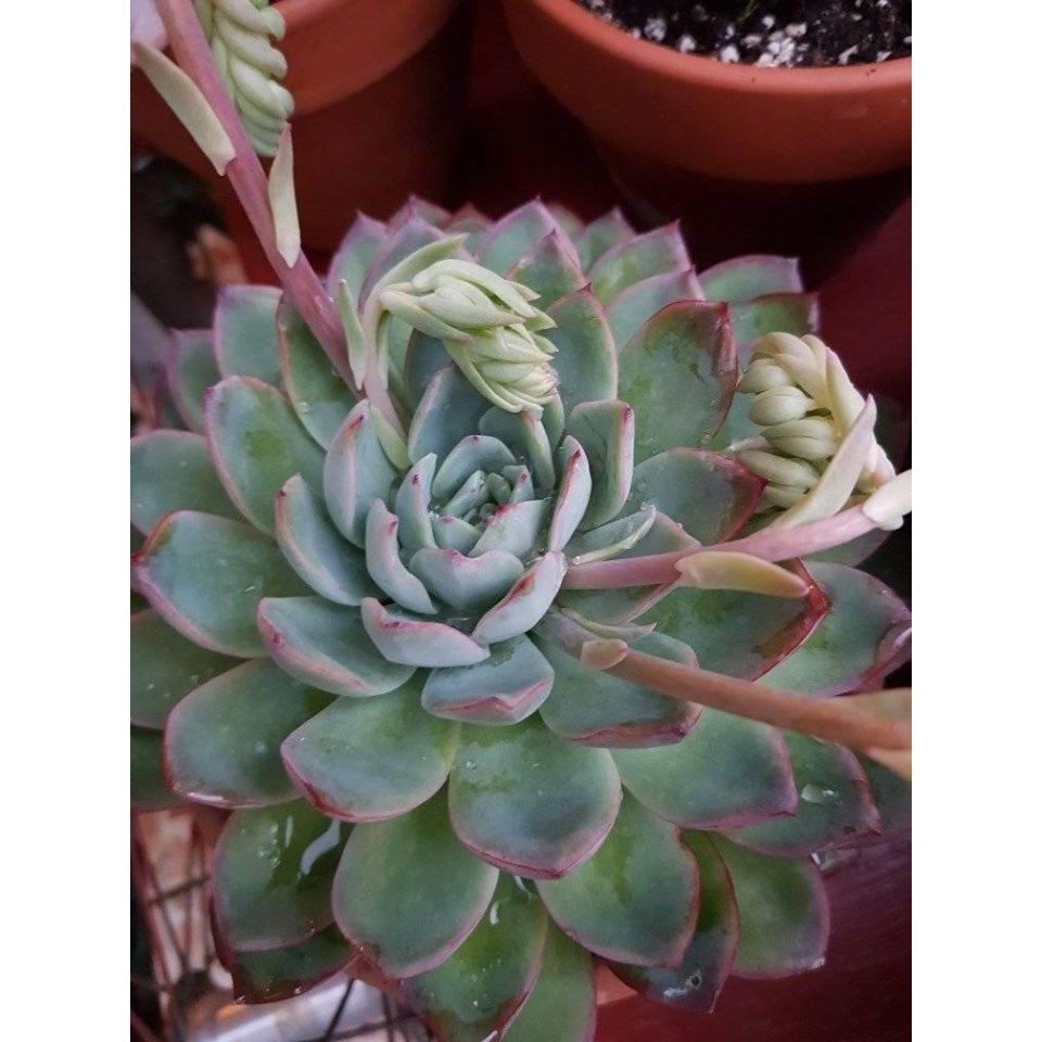 Fácil Cultivo 100 sementes suculenta Crassula ovata 'Gollum' com manual de cultivo pronta entrega envio em 24h Envio II
