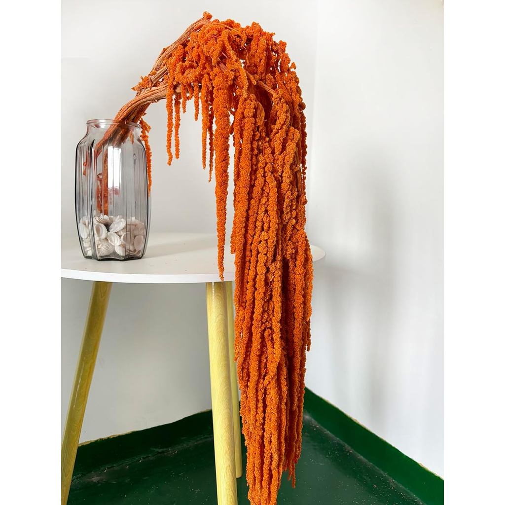 JUNY 5 Peças de Flores de Amaranto Secas e Preservadas, Flores de Glicínia Secas para Buquê e Decoração de Parede (Laran