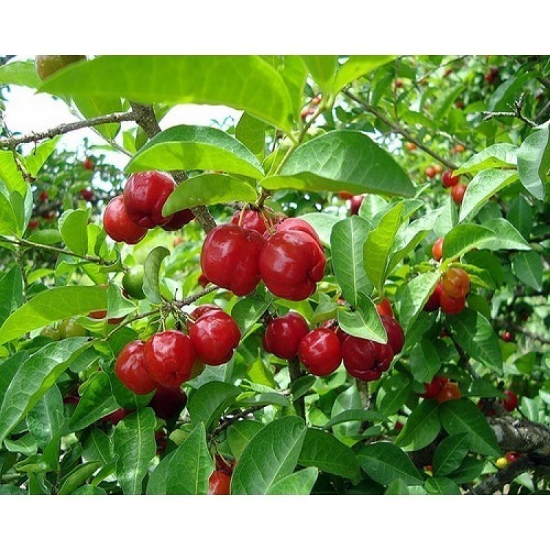 Kit 1000 Sementes para Mudas de Frutas Goiaba Tailandesa + Physalis + Acerola + Mamão Anão