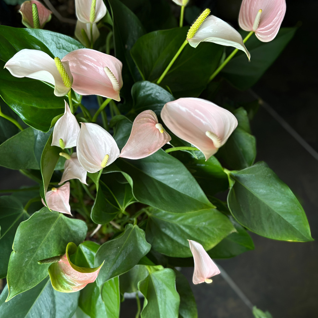 KKK flores ornamentais 100 Sementes Antúrio Rosa Vasos Internos planta para vaso