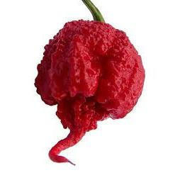 200 Sementes Pimenta Carolina Reaper Original Picante Super Forte Fácil de Germinar para Plantio Jardim Hortaliça