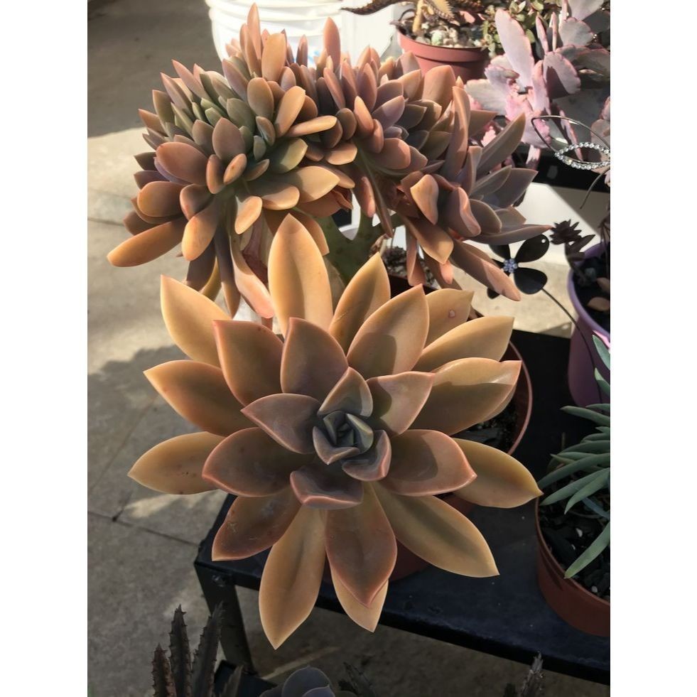 100 sementes suculenta Senecio rowleyanus com manual de cultivo pronta entrega envio em 24h NV PROMOÇÃO
