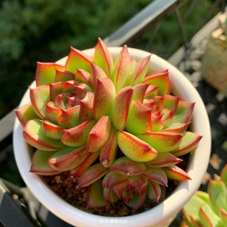 Fácil Cultivo 100 sementes suculenta Faucaria tigrina com manual de cultivo pronta entrega envio em 24h I Envio Rápido P