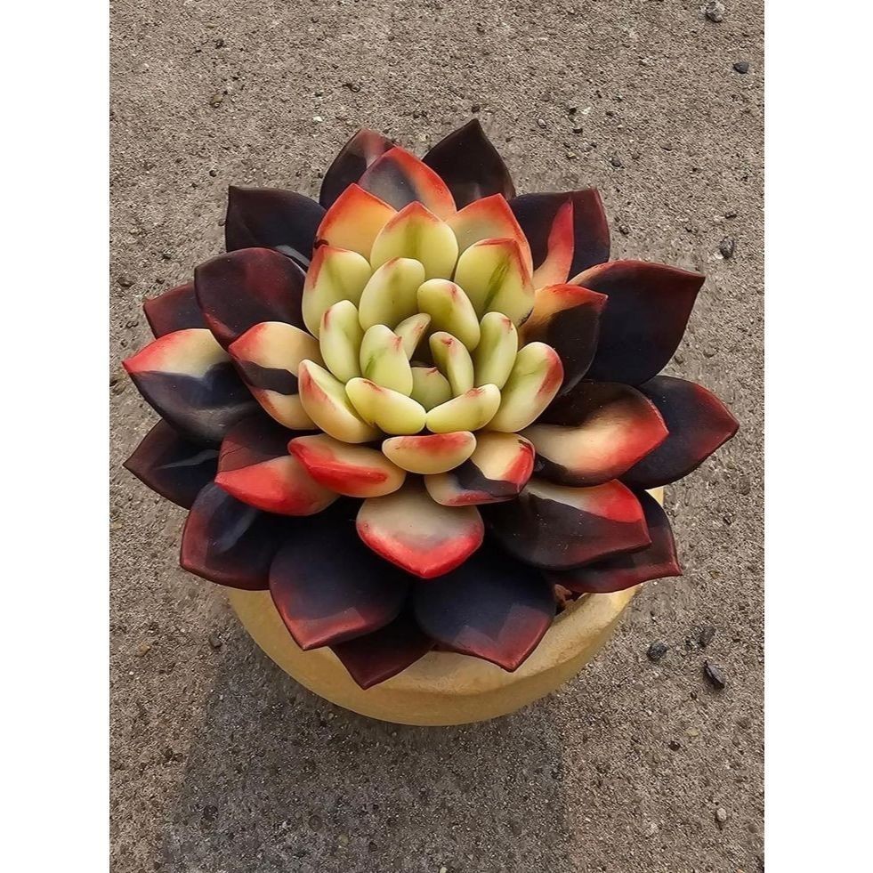 Fácil Cultivo 100 sementes suculenta  Agave potatorum com manual de cultivo pronta entrega envio em 24h I