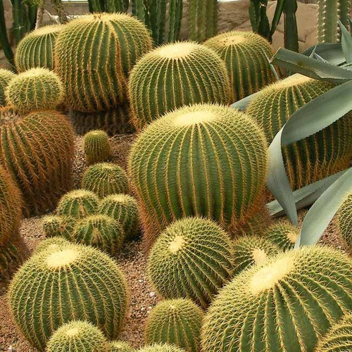 30 Sementes Cacto Bola Envio Rapido Cadeira De Sogra P/ Muda