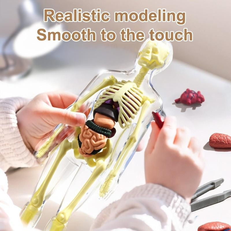 Modelo 3D de Esqueleto Humano e Anatomia de Órgãos, Kit Científico Educacional, Modelo de Simulação Corporal para Crianç