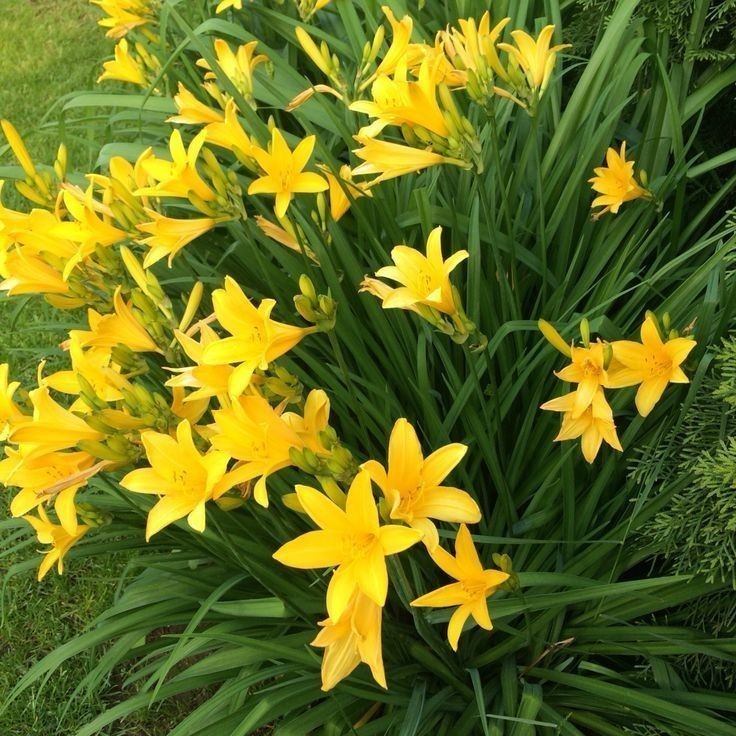 lirio do vento amarelo Zephyranthes citrina 100 sementes com manual de cutivo NV PROMOÇÃO