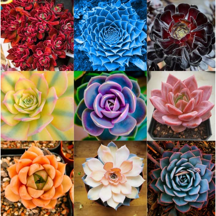 300 sementes de suculentas k4 raras flor + adubo pra fazer muda
