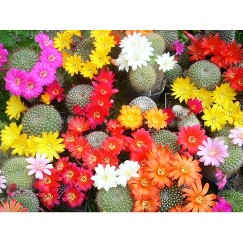 10 Sementes Cactos Rebutia Mix Cactus Flor P/ Mudas Cactus