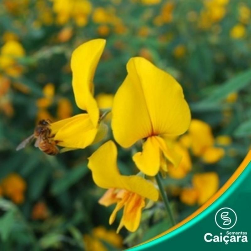 500 Sementes de Crotalária Juncea Adubo Verde Repelente Natural de Mosquito Dengue Jardim Horta Fácil Plantio