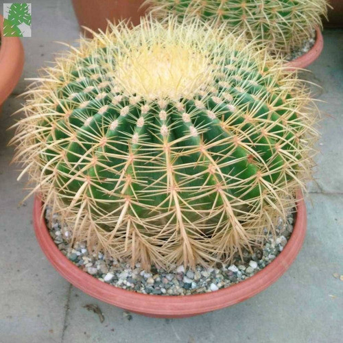 50 Sementes Cacto Bola Envio Rapido Cadeira De Sogra P/ Muda