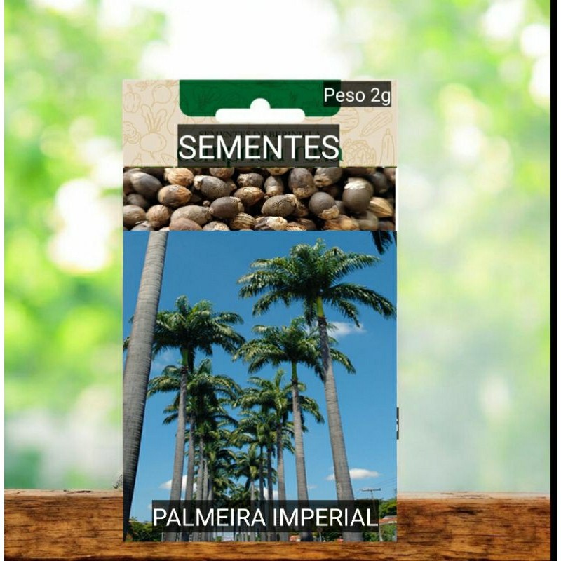 kit Sementes Palmeira IMPERIAL Real paisagismo  ornamental jardim decoração OFERTA