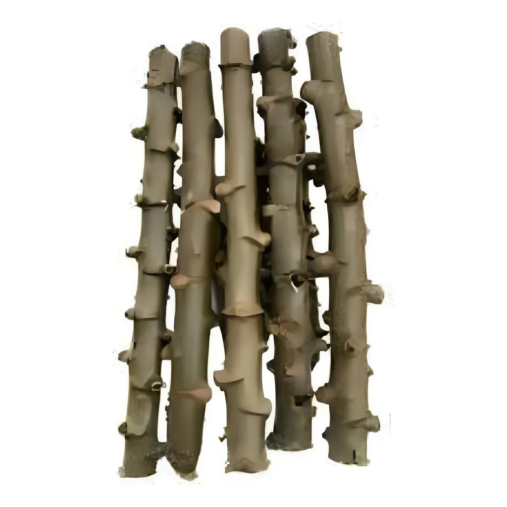 Kit 50 Manivas Ramas Mudas De Mandioca Branca Para Plantio