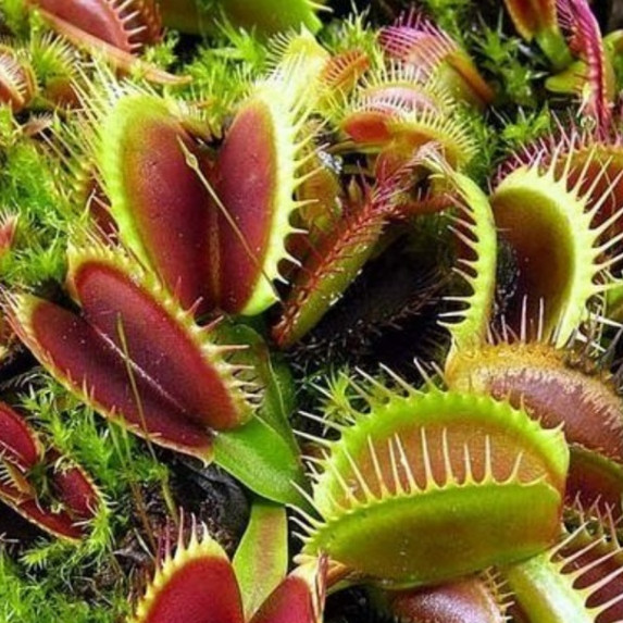100 Sementes Planta Carnívora Dioneia Jardinagem Jardim