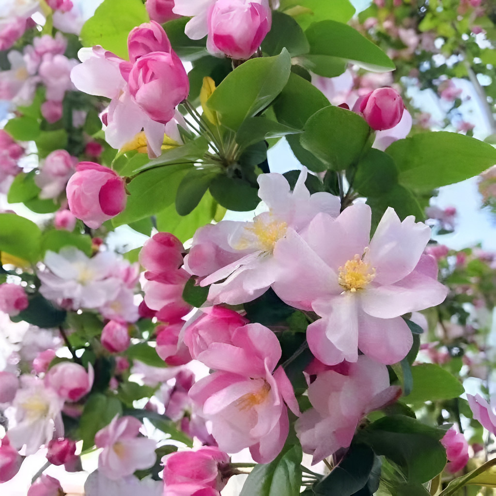 JAAA 100 sementes Sementes De Begônia 100 Unid  Flores Lindas Jardim sementes organicas