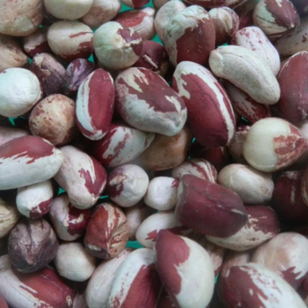 100 sementes De Amendoim Boliviano | Para semear