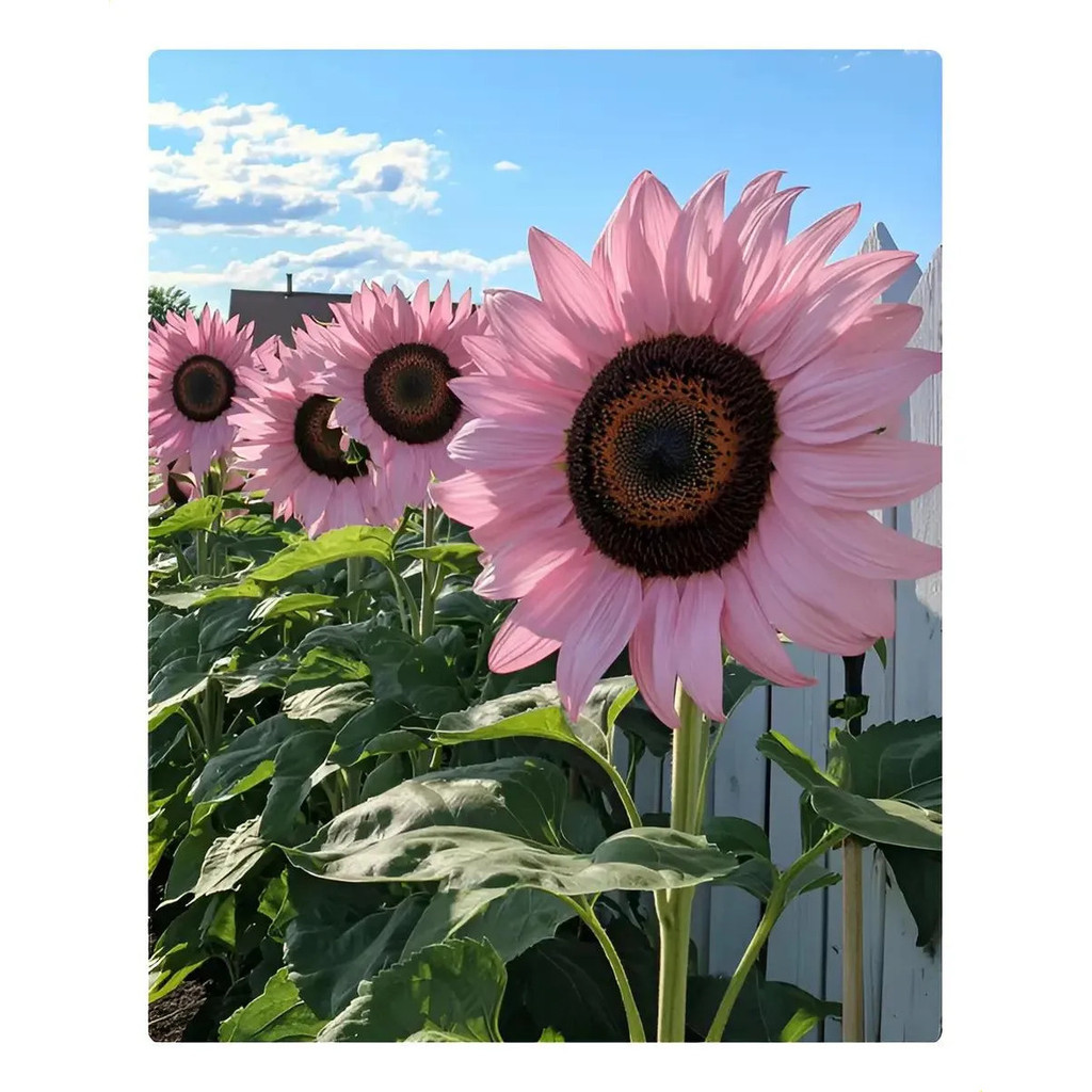 20 Sementes De Girassol Rosa Claro — imagem 2 de 2