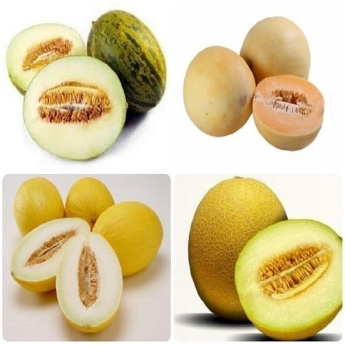Melão, Sapo, Laranja, Gália e Rei 400 sementes cada germinação rápida germinação rápida