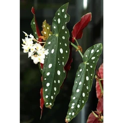 100 sementes Begonia Maculata com manual de cultivo | Para semear