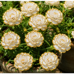 Semeie: 30 sementes Portulaca Onze Horas Branca Dourada Flores Triplas Raras para horta caseira