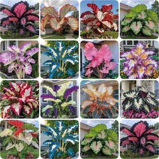 Kit Completo: 100 Sementes de Caladium Sortido + Manual de Plantio PROMOCÃO