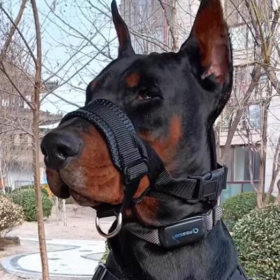 Doberman boca capa alça tática máscara Anti-mordida conjunto de equipamentos de treinamento Rowina cavalo cão médio gran