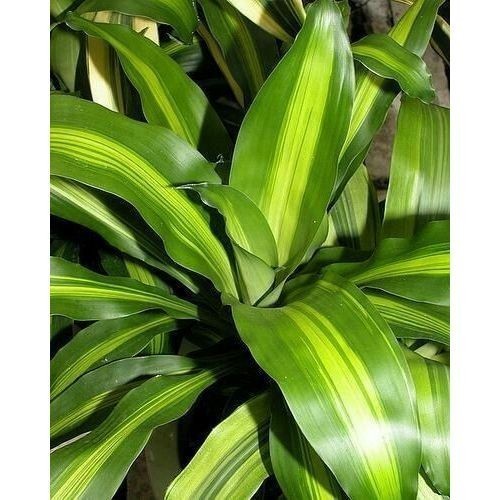 100 sementes dracena pau d agua com manual de cultivo pronta entrega envio em 24h I PROMOÇÃO