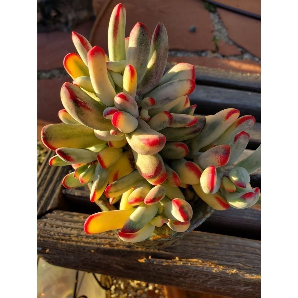 100 sementes suculenta Senecio serpens com manual de cultivo pronta entrega envio em 24h NV PROMOÇÃO